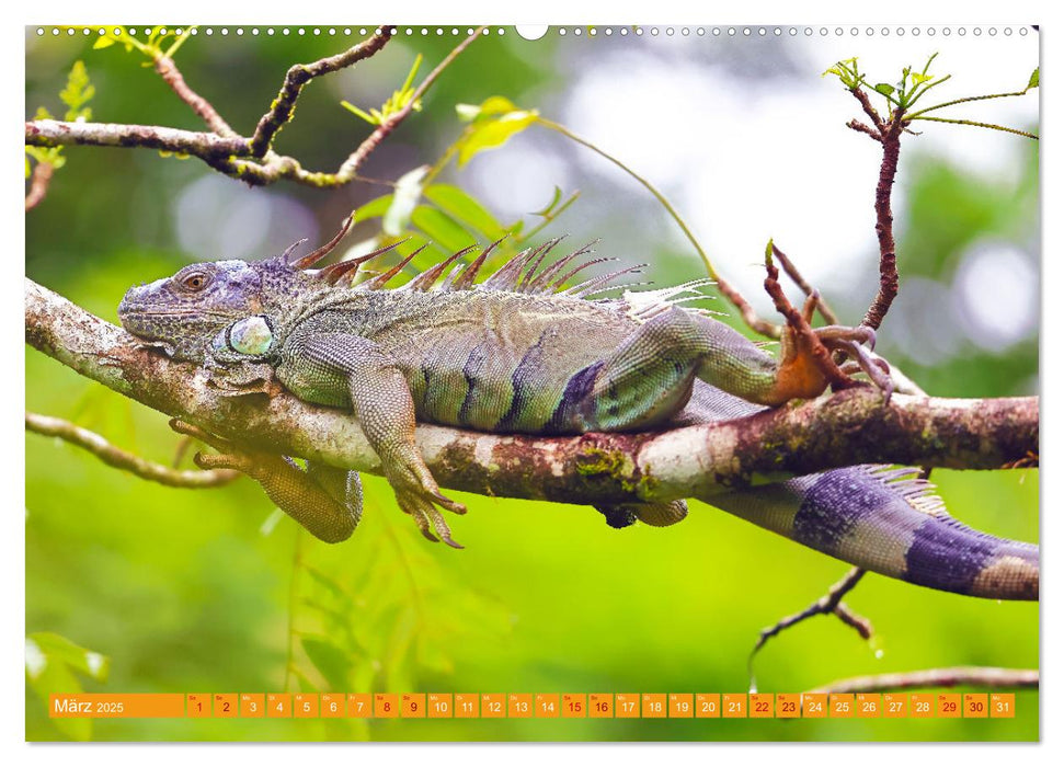 Wildes Costa Rica (CALVENDO Premium Wandkalender 2025)