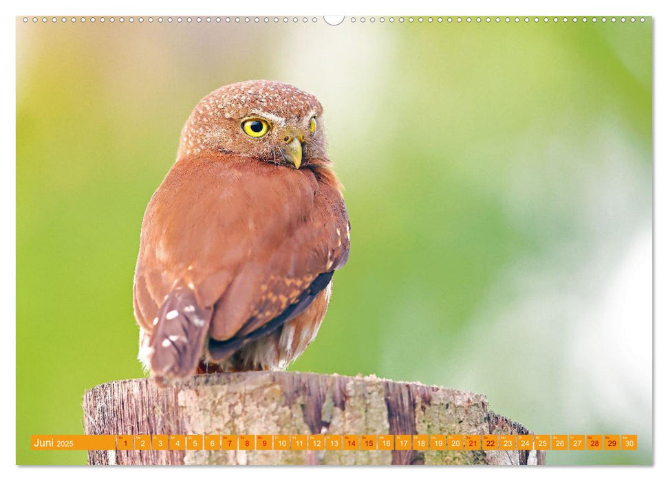 Wildes Costa Rica (CALVENDO Premium Wandkalender 2025)