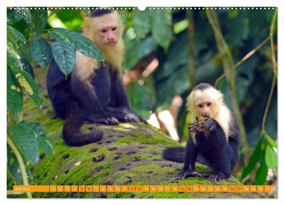 Wildes Costa Rica (CALVENDO Premium Wandkalender 2025)