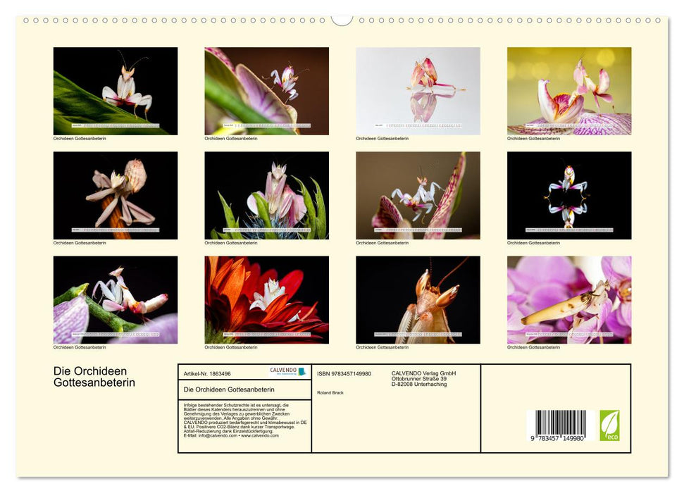 Die Orchideen Gottesanbeterin (CALVENDO Premium Wandkalender 2025)