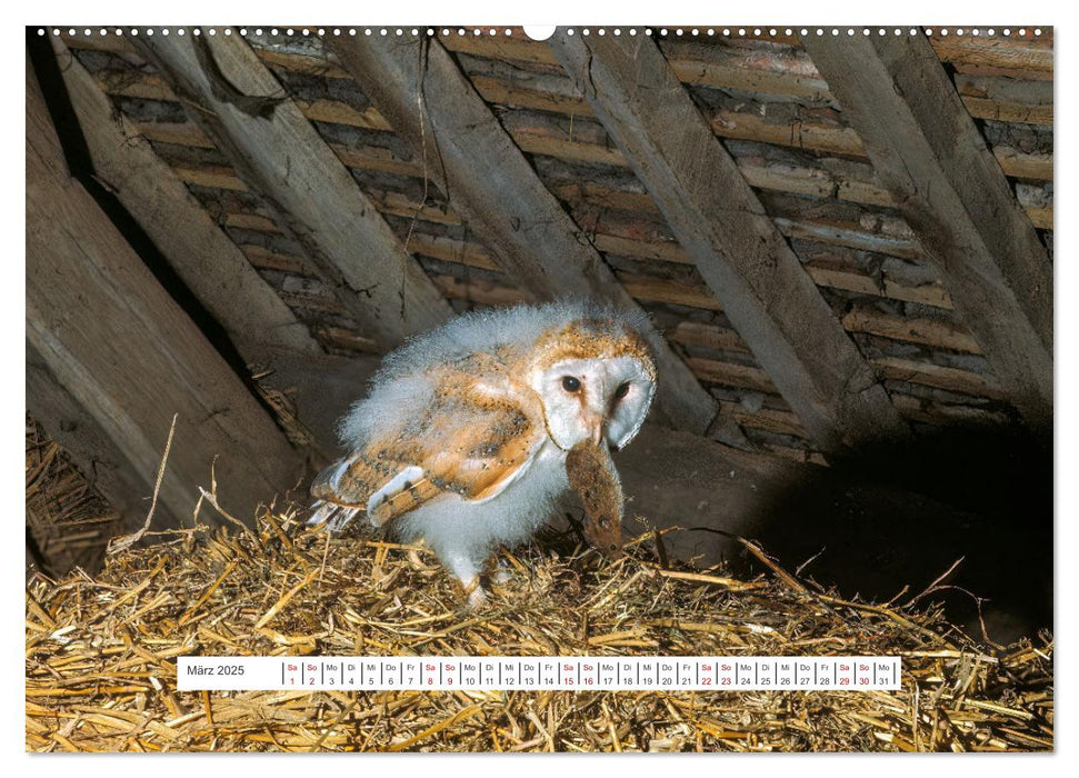 Das Leben der Eulen, die Damen der Nacht (CALVENDO Premium Wandkalender 2025)