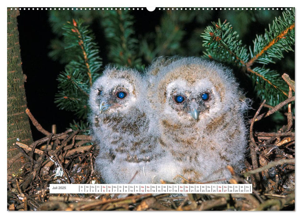 Das Leben der Eulen, die Damen der Nacht (CALVENDO Premium Wandkalender 2025)