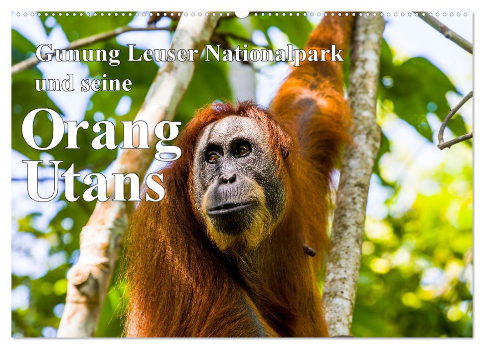 Gunung Leuser Nationalpark und seine Orang Utans (CALVENDO Wandkalender 2025)