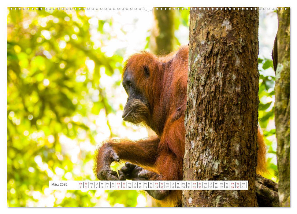Gunung Leuser Nationalpark und seine Orang Utans (CALVENDO Wandkalender 2025)