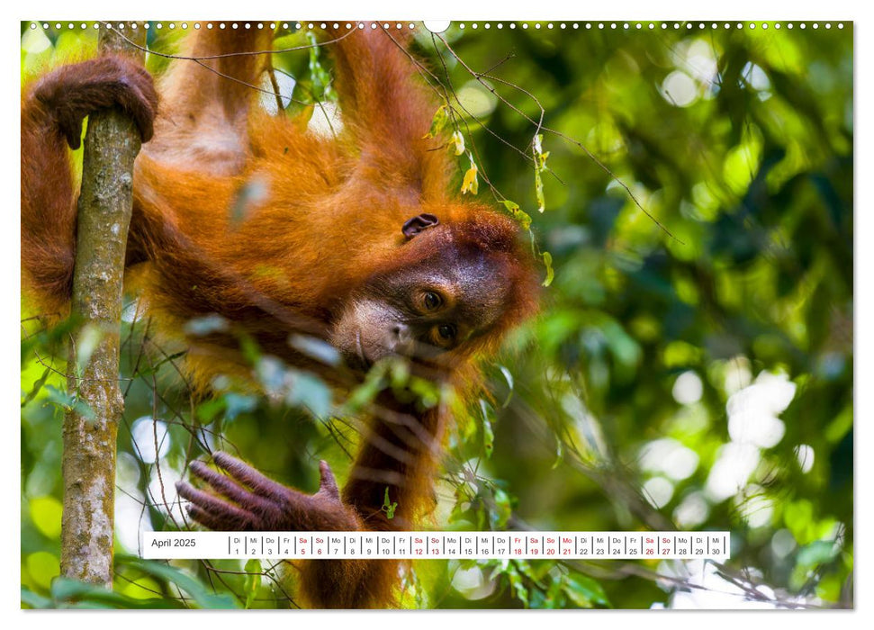 Gunung Leuser Nationalpark und seine Orang Utans (CALVENDO Wandkalender 2025)