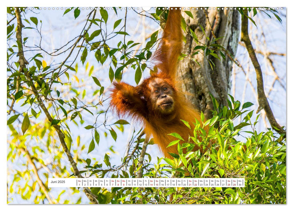 Gunung Leuser Nationalpark und seine Orang Utans (CALVENDO Wandkalender 2025)