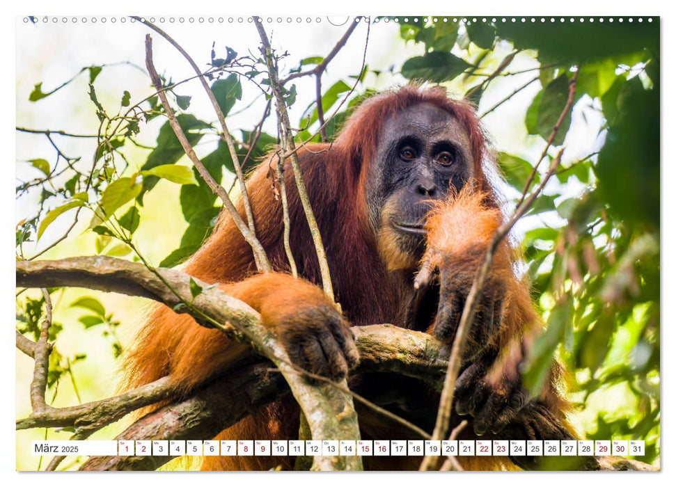 Gunung Leuser Nationalpark Sumatra (CALVENDO Premium Wandkalender 2025)