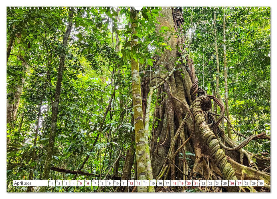 Gunung Leuser Nationalpark Sumatra (CALVENDO Premium Wandkalender 2025)