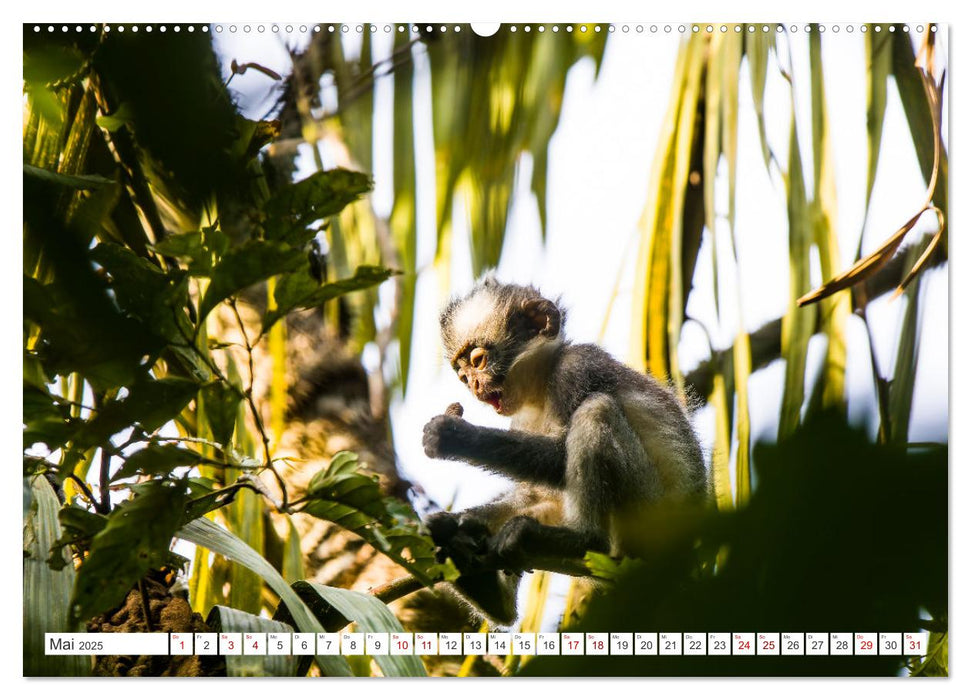 Gunung Leuser Nationalpark Sumatra (CALVENDO Premium Wandkalender 2025)