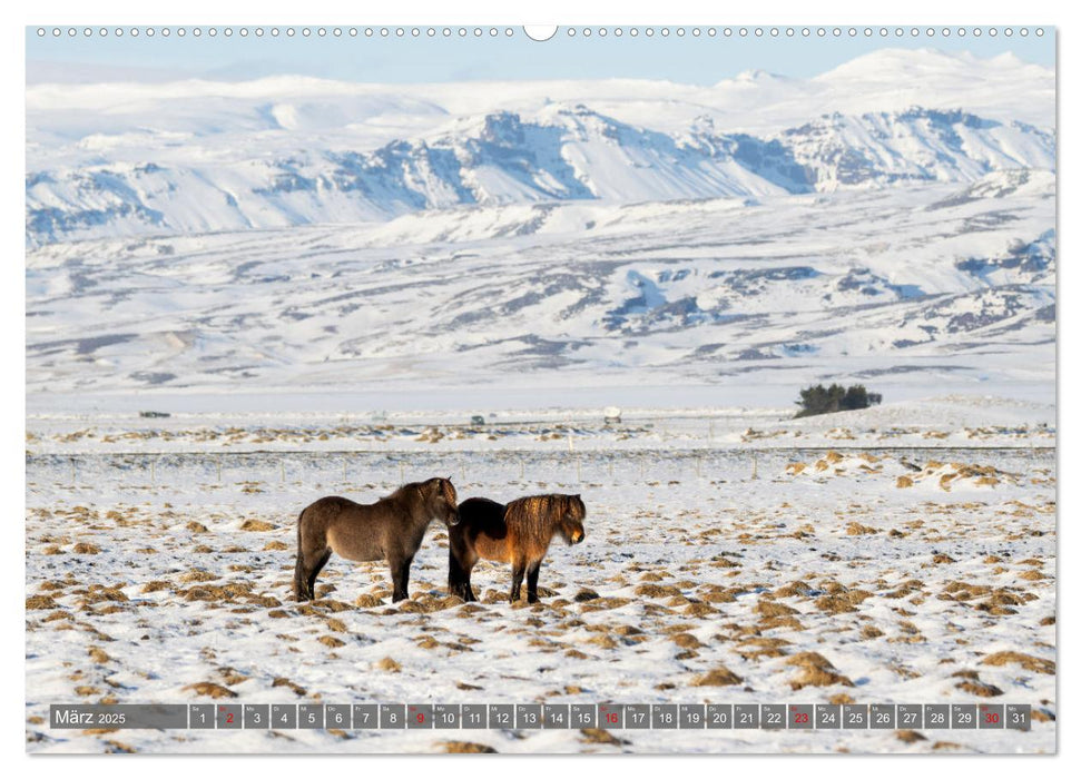 Islandpferde - Reise in ihre wilde Heimat (CALVENDO Premium Wandkalender 2025)