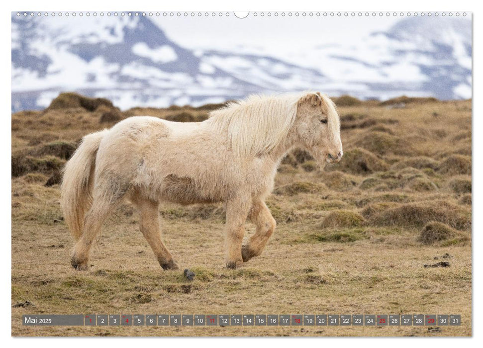 Islandpferde - Reise in ihre wilde Heimat (CALVENDO Premium Wandkalender 2025)