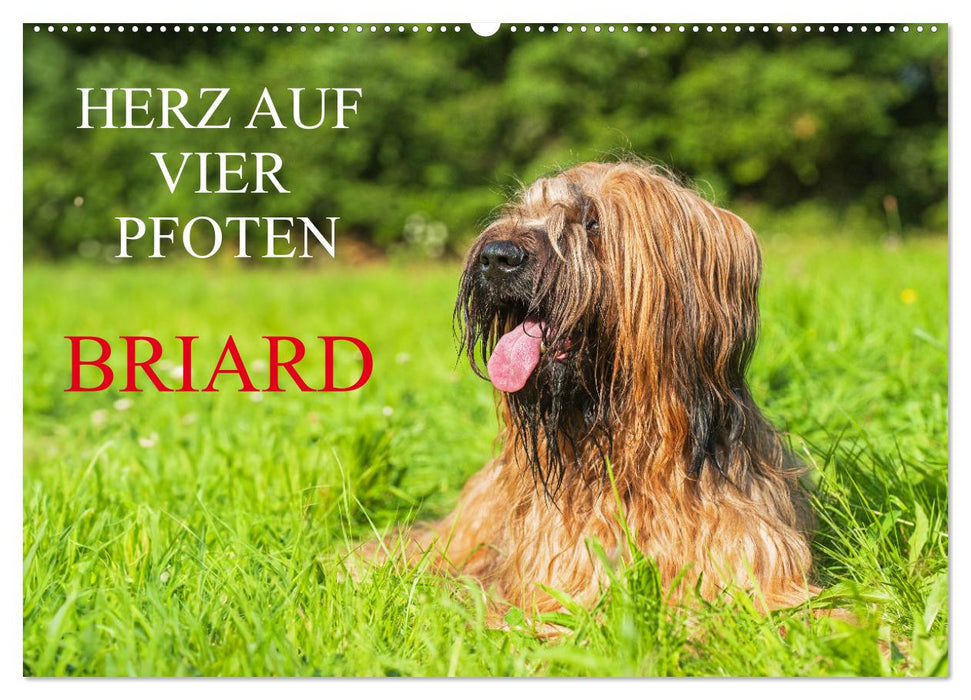 Herz auf vier Pfoten - Briard (CALVENDO Wandkalender 2025)