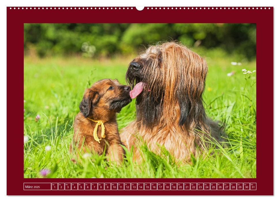 Herz auf vier Pfoten - Briard (CALVENDO Wandkalender 2025)