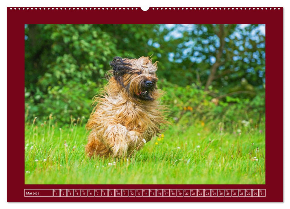 Herz auf vier Pfoten - Briard (CALVENDO Wandkalender 2025)