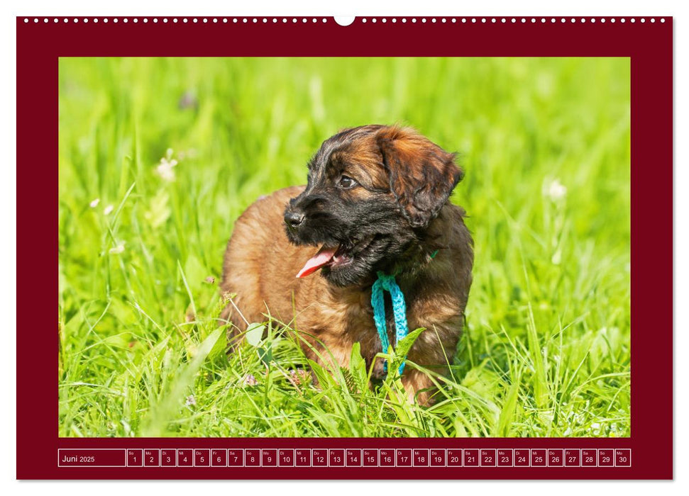 Herz auf vier Pfoten - Briard (CALVENDO Wandkalender 2025)