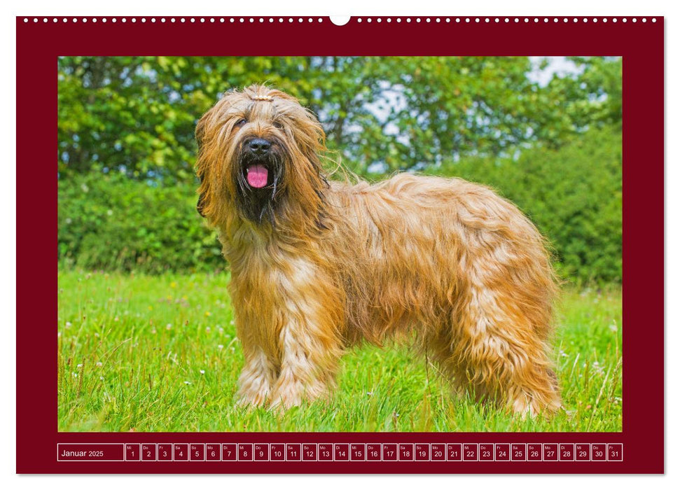 Herz auf vier Pfoten - Briard (CALVENDO Premium Wandkalender 2025)