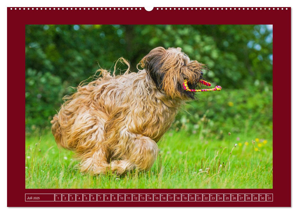 Herz auf vier Pfoten - Briard (CALVENDO Premium Wandkalender 2025)