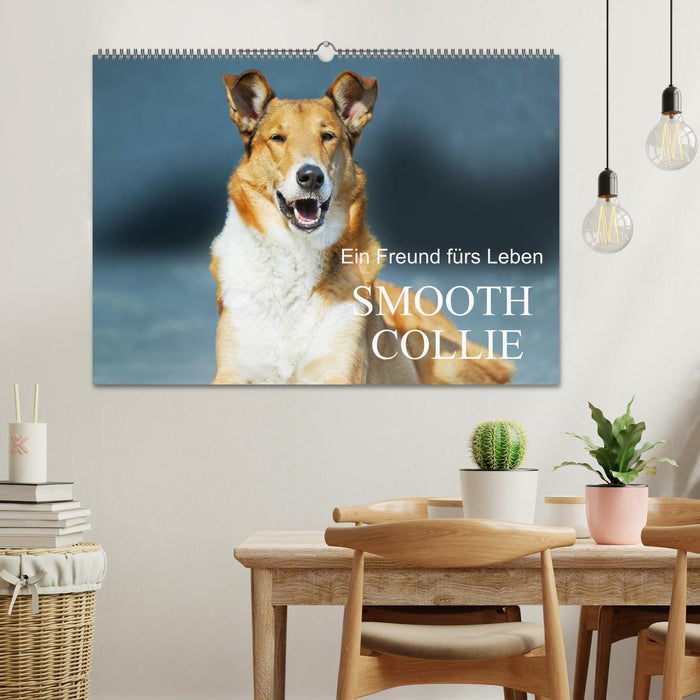 Ein Freund fürs Leben - Smooth Collie (CALVENDO Wandkalender 2025)