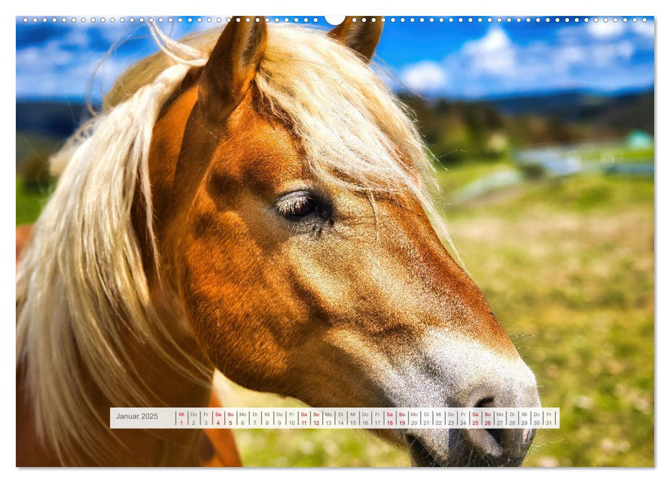 Haflinger im Thüringer Wald (CALVENDO Premium Wandkalender 2025)