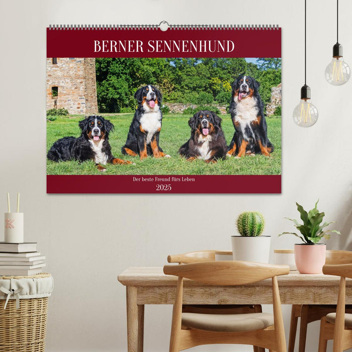 Berner Sennenhund - Der beste Freund fürs Leben (CALVENDO Wandkalender 2025)