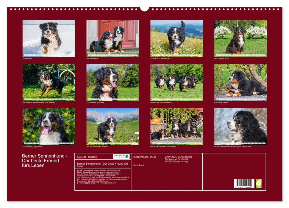 Berner Sennenhund - Der beste Freund fürs Leben (CALVENDO Wandkalender 2025)