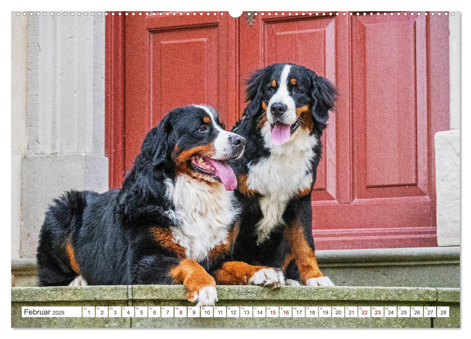 Berner Sennenhund - Der beste Freund fürs Leben (CALVENDO Wandkalender 2025)