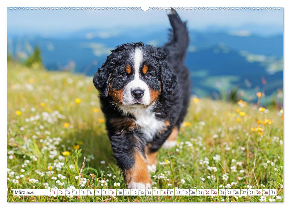 Berner Sennenhund - Der beste Freund fürs Leben (CALVENDO Wandkalender 2025)