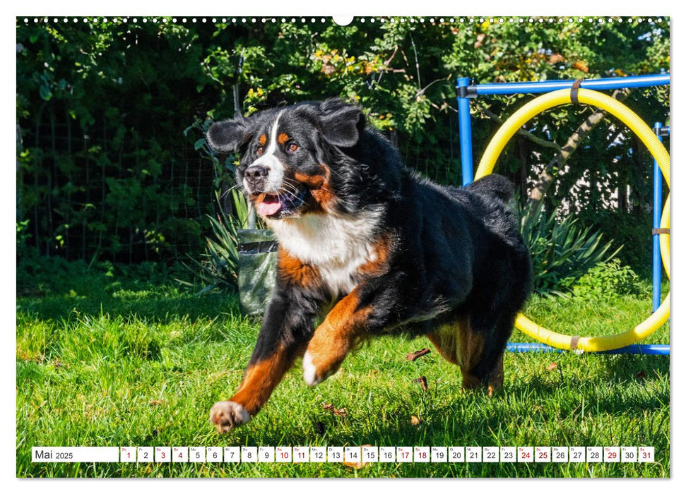 Berner Sennenhund - Der beste Freund fürs Leben (CALVENDO Wandkalender 2025)