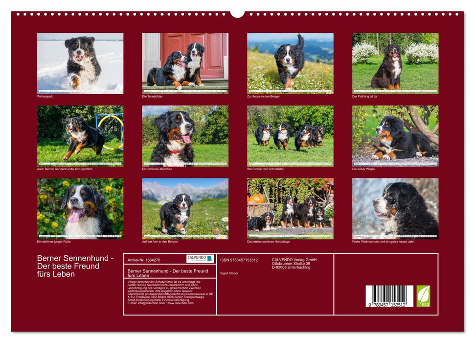 Berner Sennenhund - Der beste Freund fürs Leben (CALVENDO Premium Wandkalender 2025)