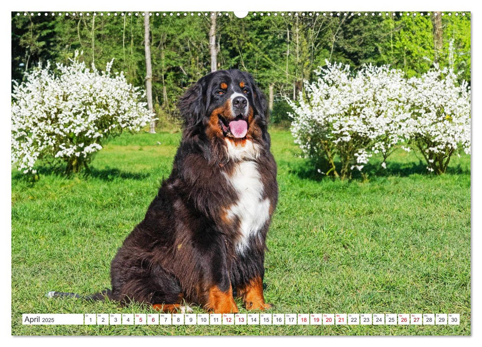 Berner Sennenhund - Der beste Freund fürs Leben (CALVENDO Premium Wandkalender 2025)