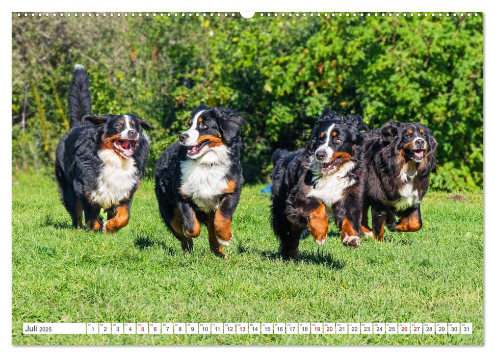 Berner Sennenhund - Der beste Freund fürs Leben (CALVENDO Premium Wandkalender 2025)