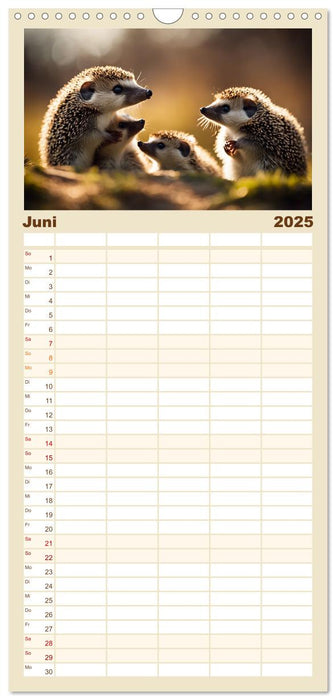 Igel - Wildtier des Jahres 2024 (CALVENDO Familienplaner 2025)