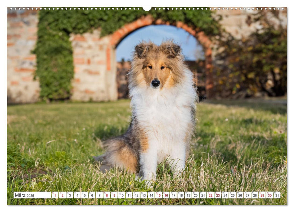 Der Collie - ein Hund fürs Herz (CALVENDO Wandkalender 2025)