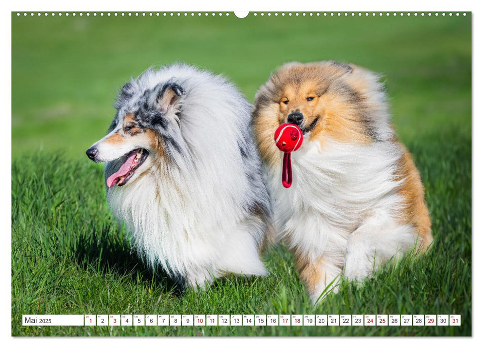 Der Collie - ein Hund fürs Herz (CALVENDO Wandkalender 2025)