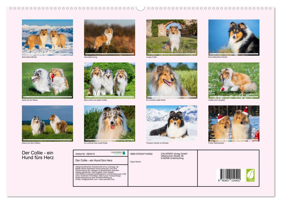 Der Collie - ein Hund fürs Herz (CALVENDO Premium Wandkalender 2025)