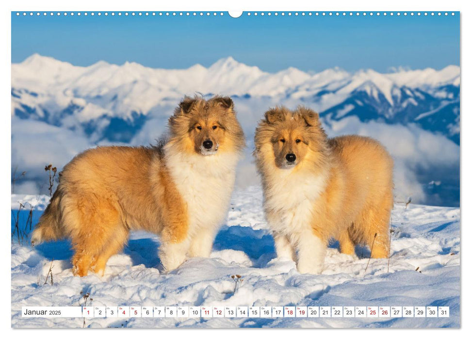 Der Collie - ein Hund fürs Herz (CALVENDO Premium Wandkalender 2025)