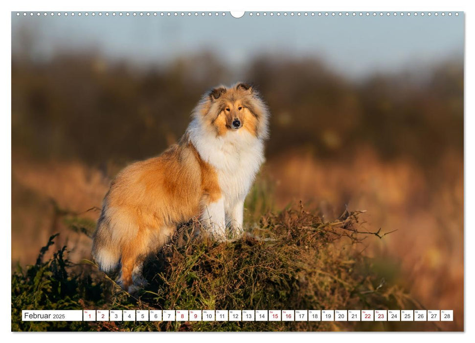 Der Collie - ein Hund fürs Herz (CALVENDO Premium Wandkalender 2025)