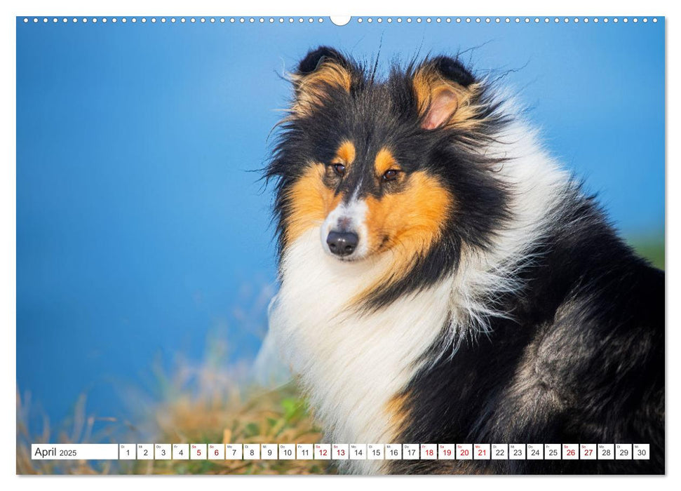 Der Collie - ein Hund fürs Herz (CALVENDO Premium Wandkalender 2025)