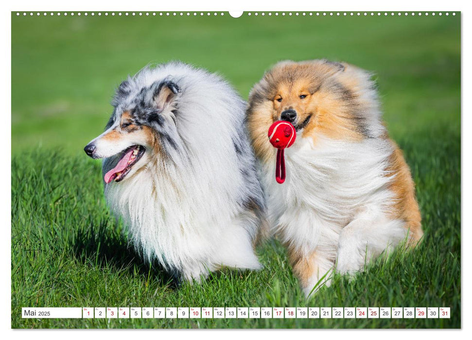 Der Collie - ein Hund fürs Herz (CALVENDO Premium Wandkalender 2025)