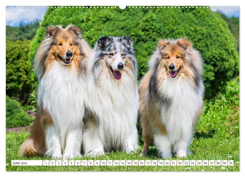 Der Collie - ein Hund fürs Herz (CALVENDO Premium Wandkalender 2025)