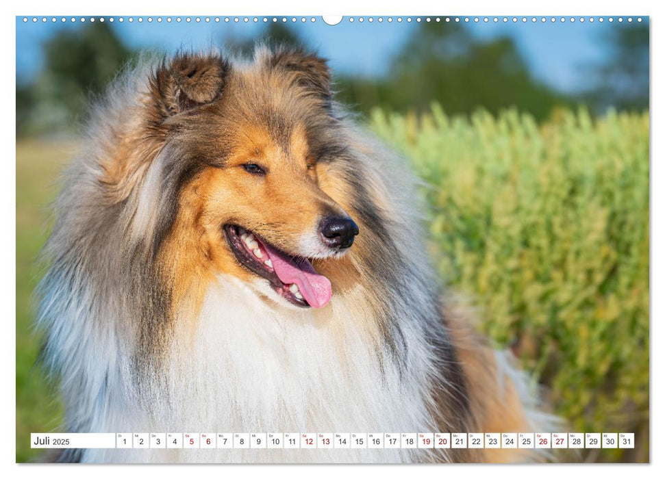 Der Collie - ein Hund fürs Herz (CALVENDO Premium Wandkalender 2025)