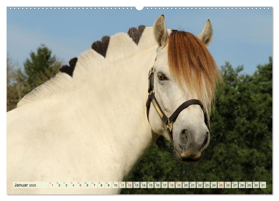 Pferde - eine Herzenssache (CALVENDO Premium Wandkalender 2025)