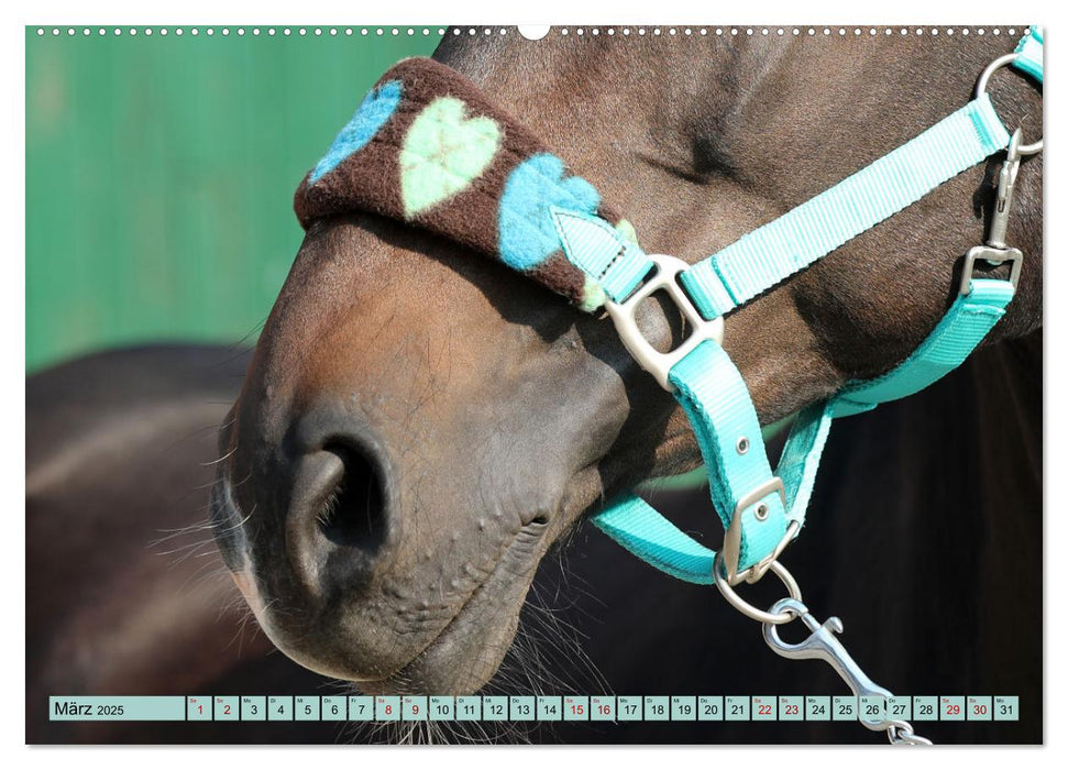 Pferde - eine Herzenssache (CALVENDO Premium Wandkalender 2025)