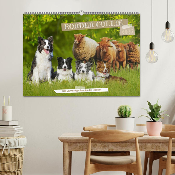 Border Collie - Das Universalgenie unter den Hunden (CALVENDO Wandkalender 2025)