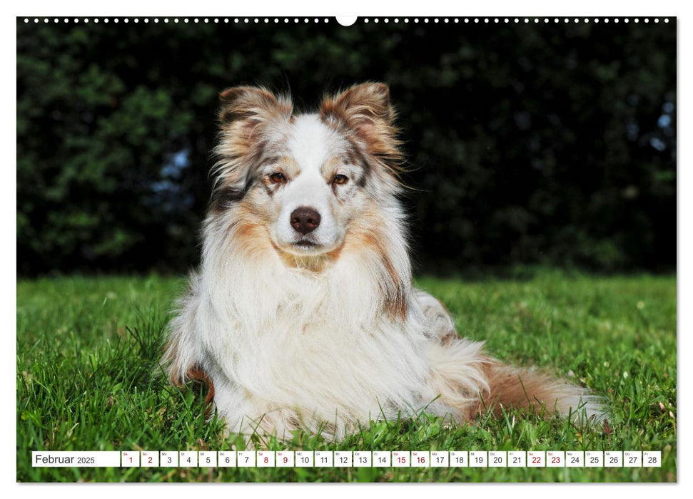 Border Collie - Das Universalgenie unter den Hunden (CALVENDO Wandkalender 2025)