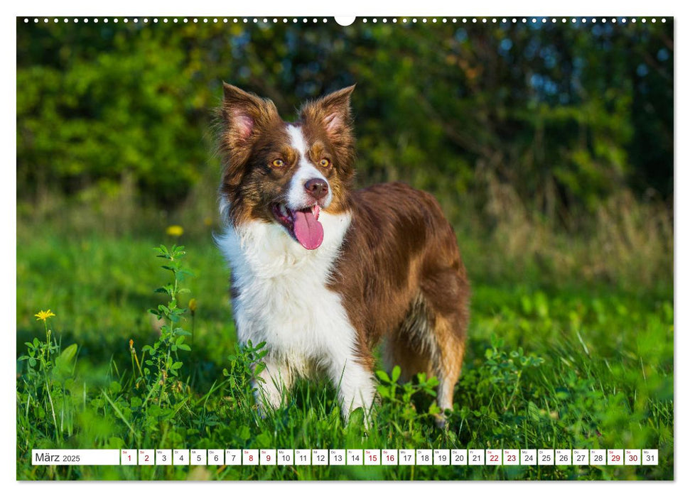 Border Collie - Das Universalgenie unter den Hunden (CALVENDO Wandkalender 2025)