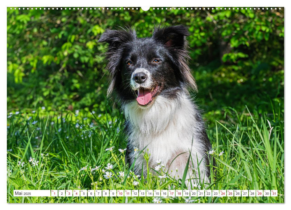 Border Collie - Das Universalgenie unter den Hunden (CALVENDO Wandkalender 2025)