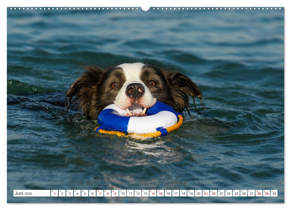 Border Collie - Das Universalgenie unter den Hunden (CALVENDO Wandkalender 2025)