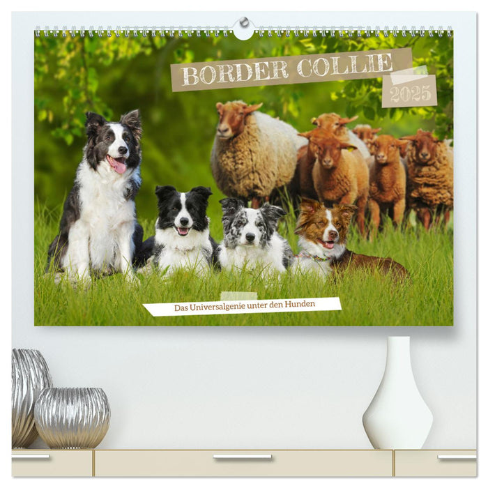 Border Collie - Das Universalgenie unter den Hunden (CALVENDO Premium Wandkalender 2025)