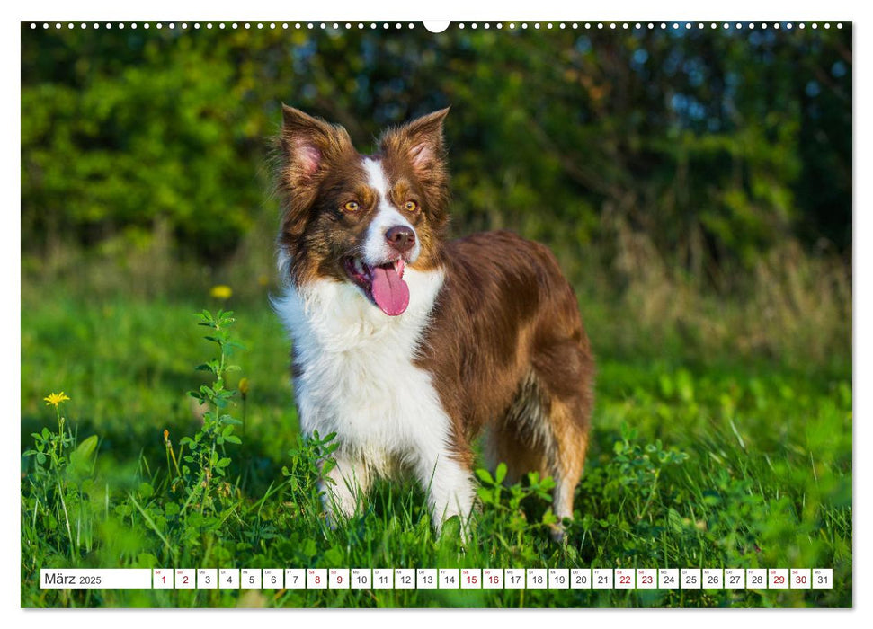 Border Collie - Das Universalgenie unter den Hunden (CALVENDO Premium Wandkalender 2025)